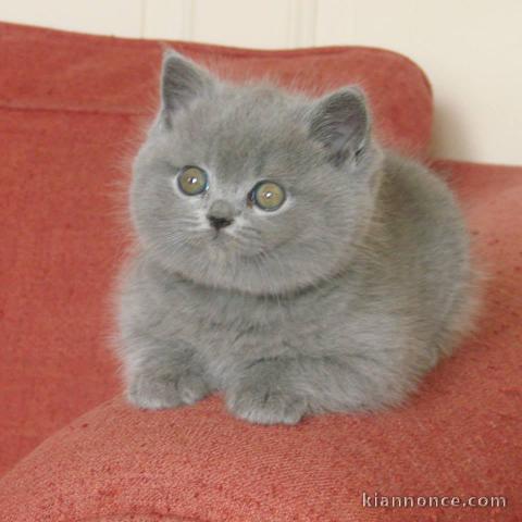 Chatons british shorthair