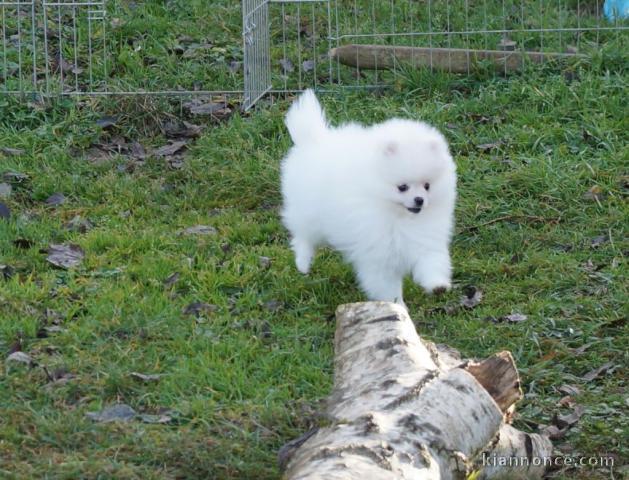 A DONNER chiot type spitz allemand femelle blanc