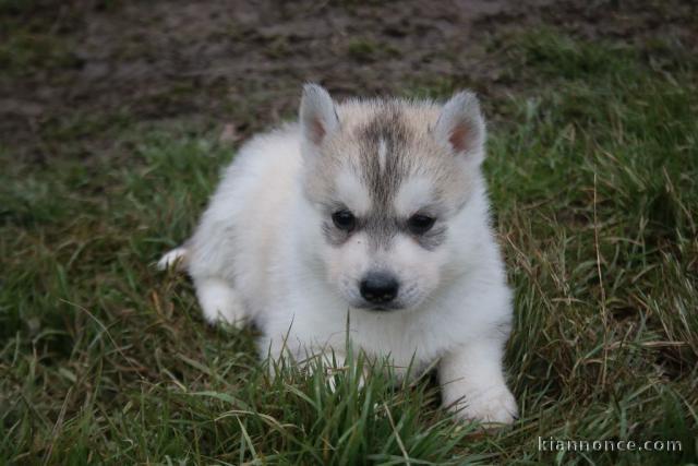 Magnifique Chiots husky sibérien à donner