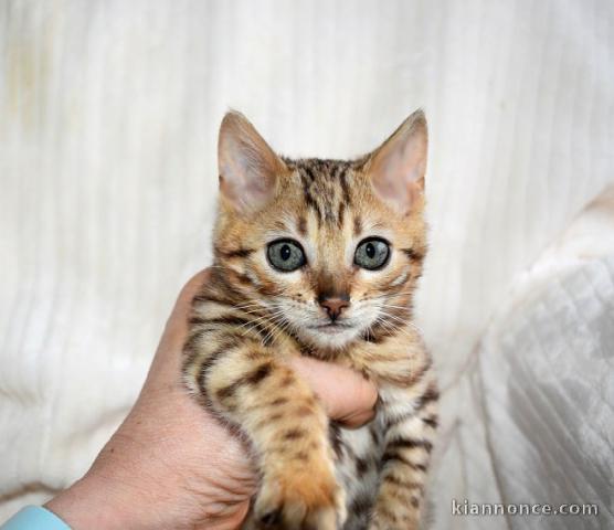 Chaton du Bengale à aimer