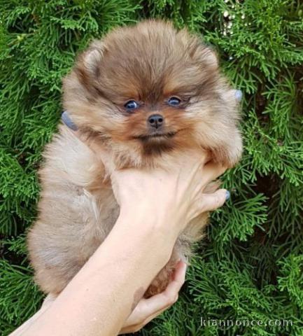 chiots spitz nain a reserve