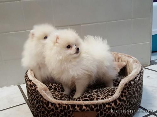 chiots spitz nain a reserve