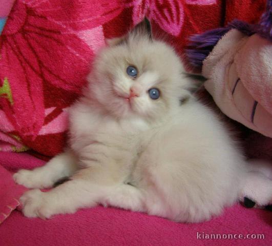 Chatons Ragdoll disponible de suite