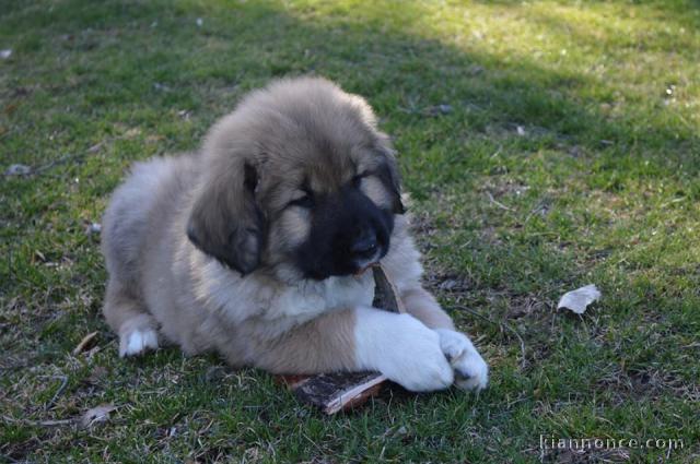 Magnifique chiots berger Caucase a donner