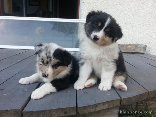 Chiots Bergers Australiens