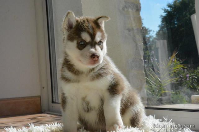 A donner chiots Husky de sibérien