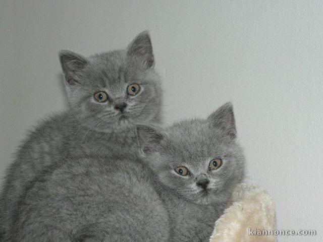 chatons british shorthair