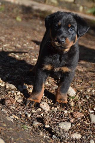 A donner chiots Beauceron