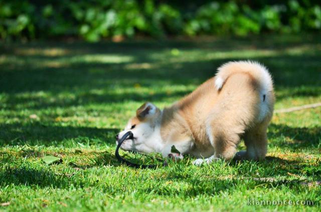 A donner Chiots de race Akita inu