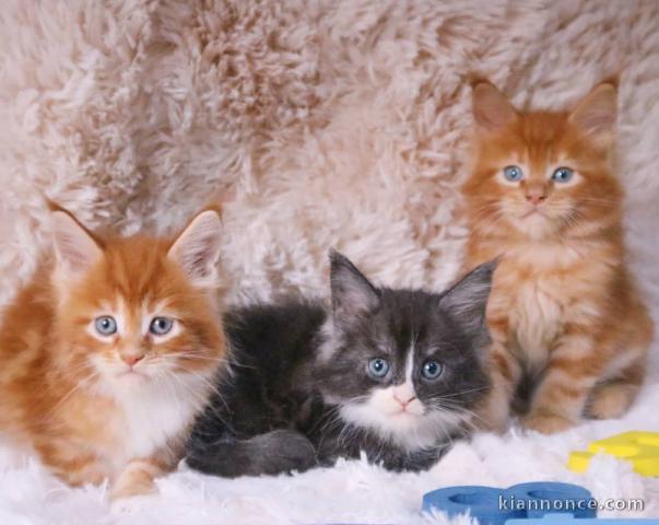 Magnifique chatons Maine coon