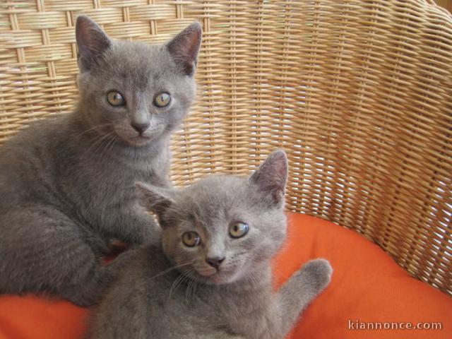 Deux superbes chatons chartreux gris à adopter