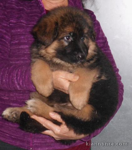 Chiot de race Berger Allemand Femelle