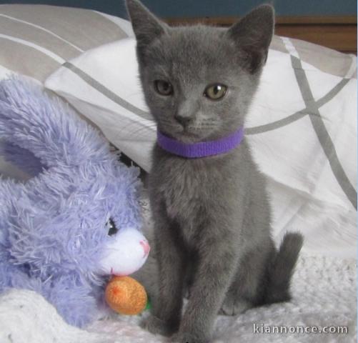  Chatons Chartreux  donner