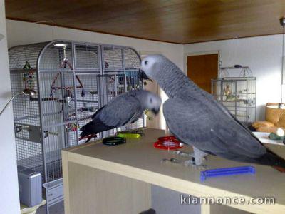 Couple de perroquets Gris du gabon