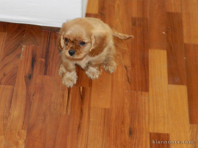Nos chiots adorable Cavalier king Charles