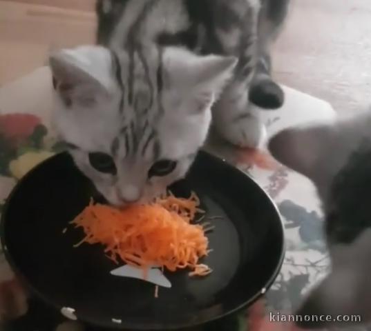 Chatons tigrés à adopter de suite 
