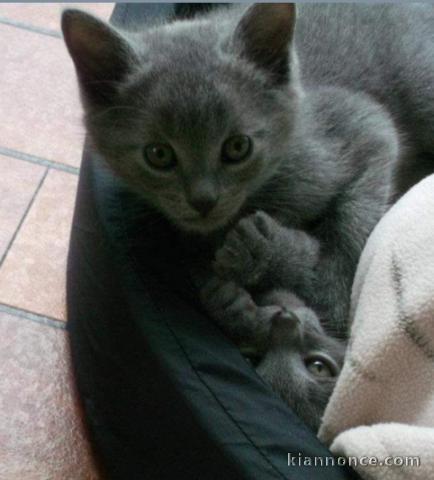 Chatons chartreux gris 