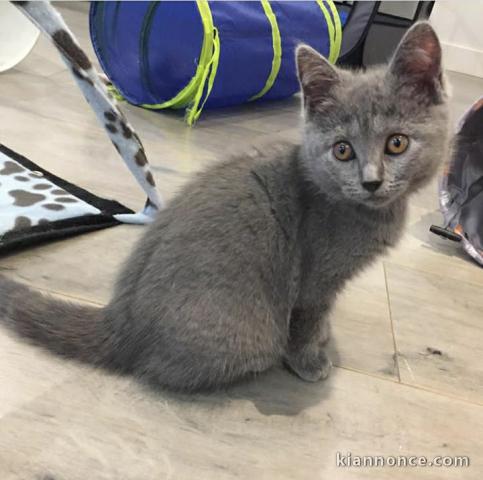 Deux chatons chartreux à adopter 