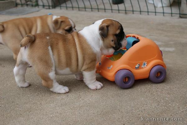 Chiots Bulldog anglais Lof