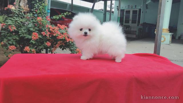 Bonjour a vous ,  Chiots de race Spitz nain  mâles et femelles 