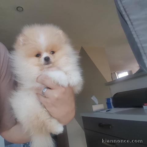 Magnifique Chiots spitz mâle et femelle