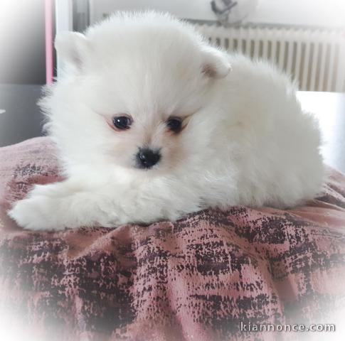 Magnifique Chiots spitz mâle et femelle