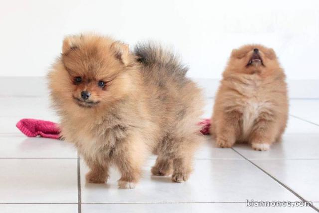 Magnifique Chiots spitz mâle et femelle