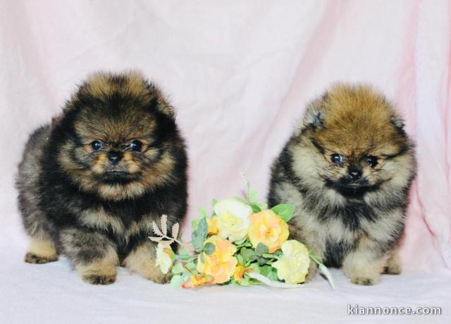 Magnifique Chiots spitz mâle et femelle