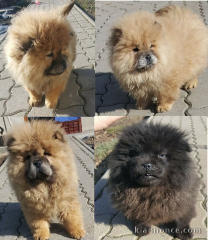 Superbes chiots chow chow