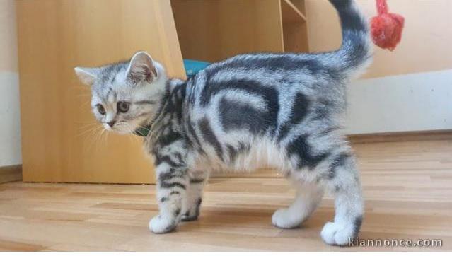 Deux chatons British shorthair tigrés