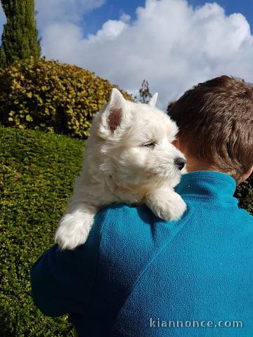 Adorable chiots Westie a donner