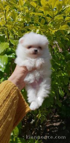 a reserver magnifique chiot spitz nain