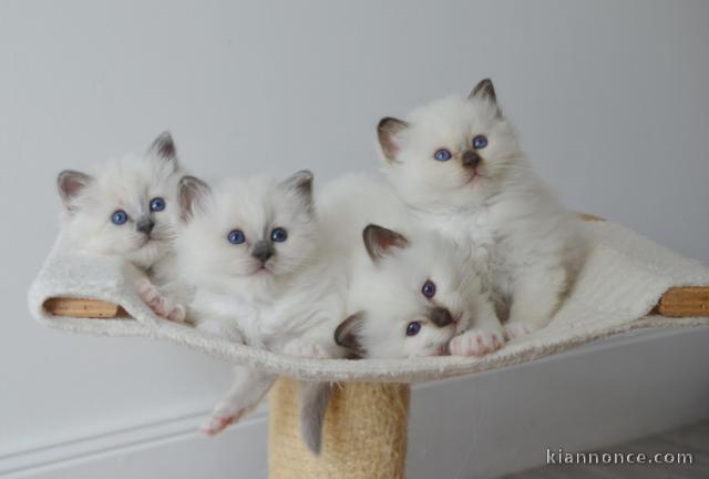Très Jolis Chatons Birman