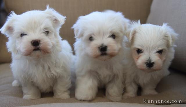 Donne adorable chiots Bichon Maltais