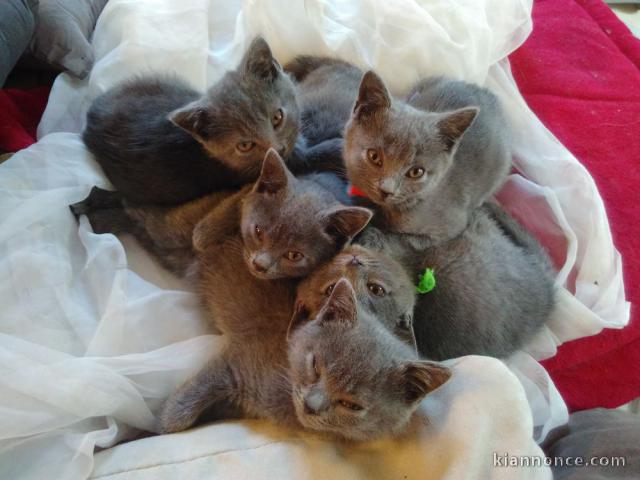 Donne Chatons Chartreux 