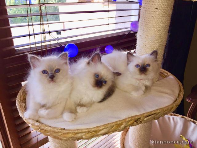 Donne Très jolis Chatons Sacré de Birmanie