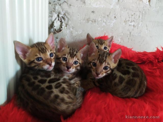 Donne magnifiques Chatons Bengal