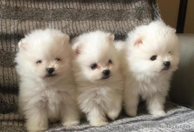 Magnifique chiots spitz nain