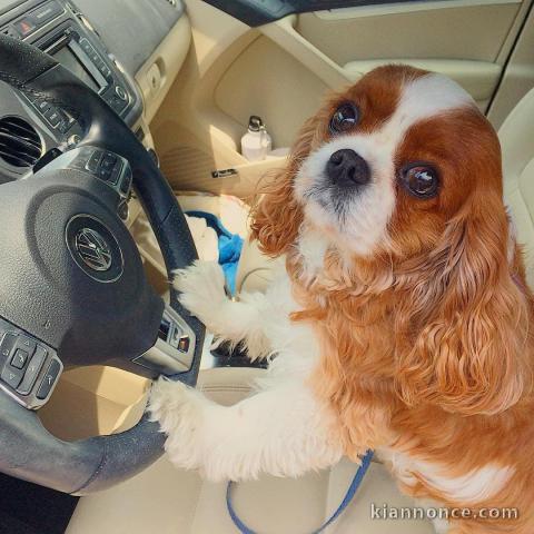 jolie cavalier king charles disponible