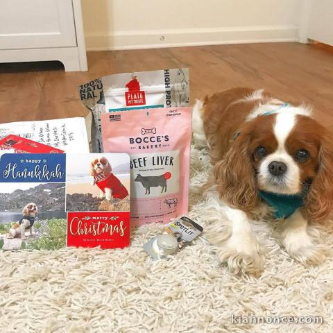 adorable cavalier king charle