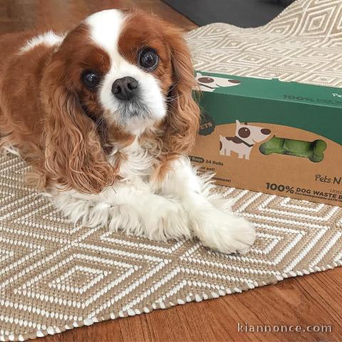 cavalier king charles en bonne santer