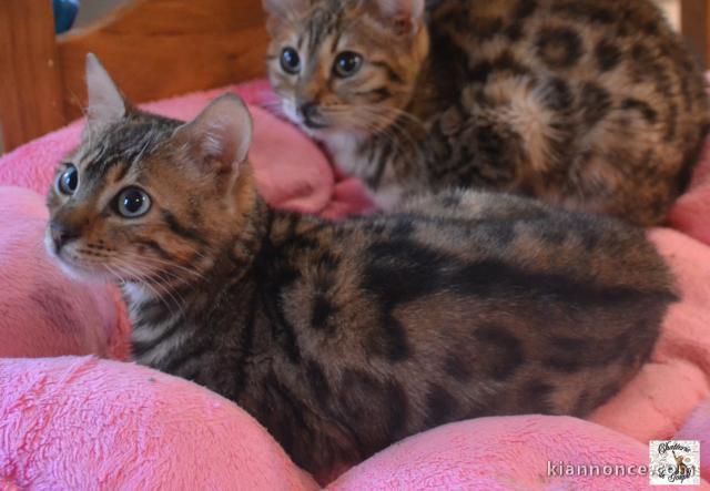 Donne magnifiques Chatons Bengal