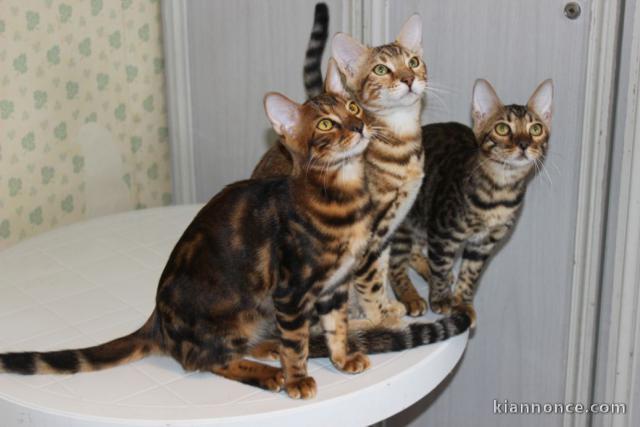 Donne magnifiques Chatons Bengal