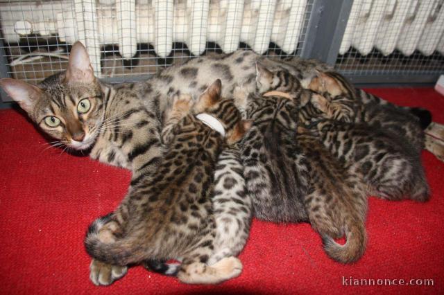 Donne Magnifiques Chatons Bengal