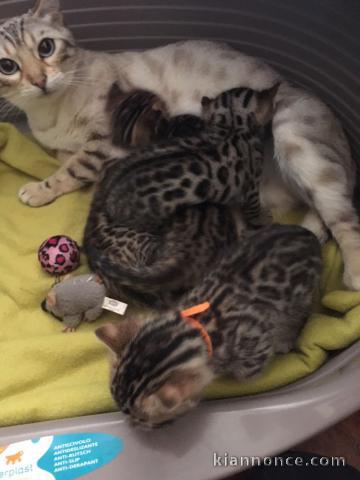 Donne Magnifiques Chatons Bengal