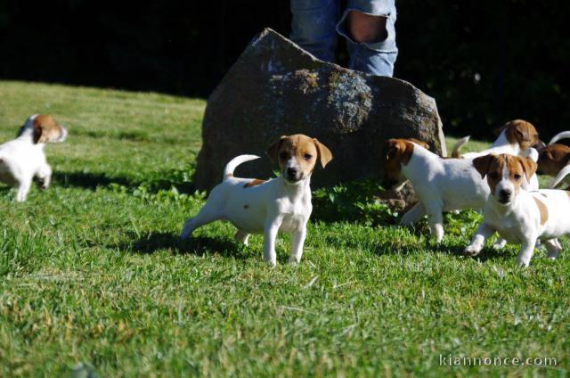 Donne Chiots Jack Russell