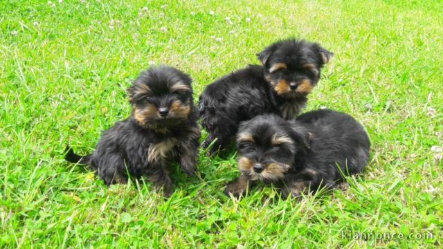 CHIOTS YORKSHIRE TERRIER