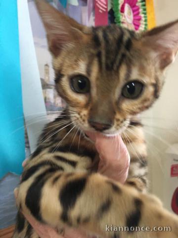  Magnifique Chatons Bengal a donner