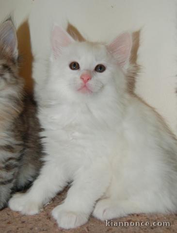 A donner Magnifiques chatons main coon