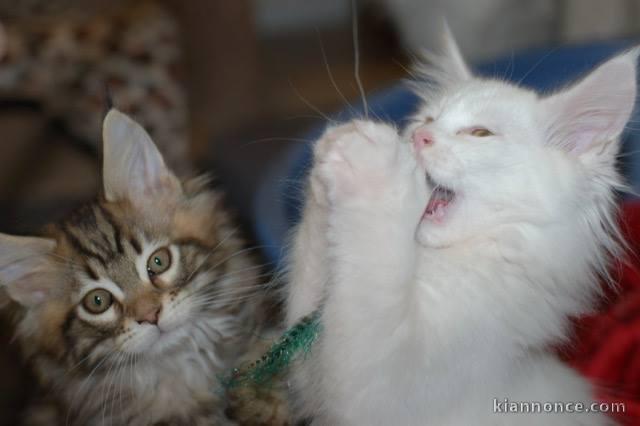 A donner Magnifiques chatons main coon